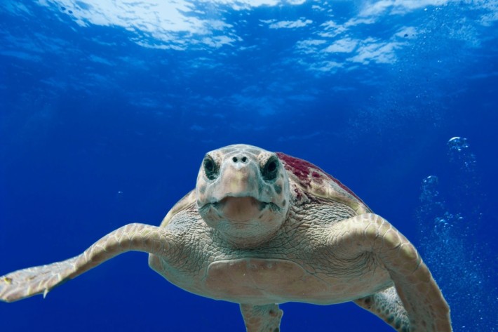 Caretta caretta turtle